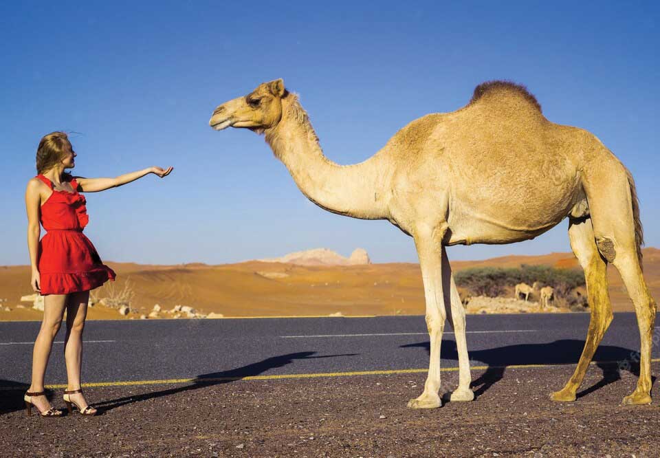 Dubai desert safari